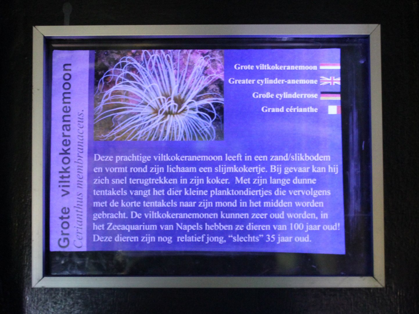 Sign Greater cylinder-anemone