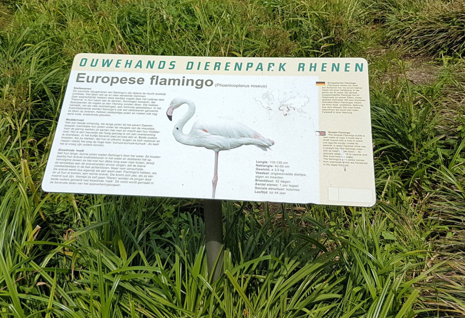 Sign Greater flamingo