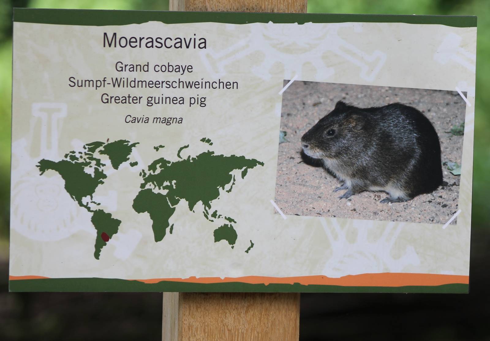 Sign Greater guinea pig