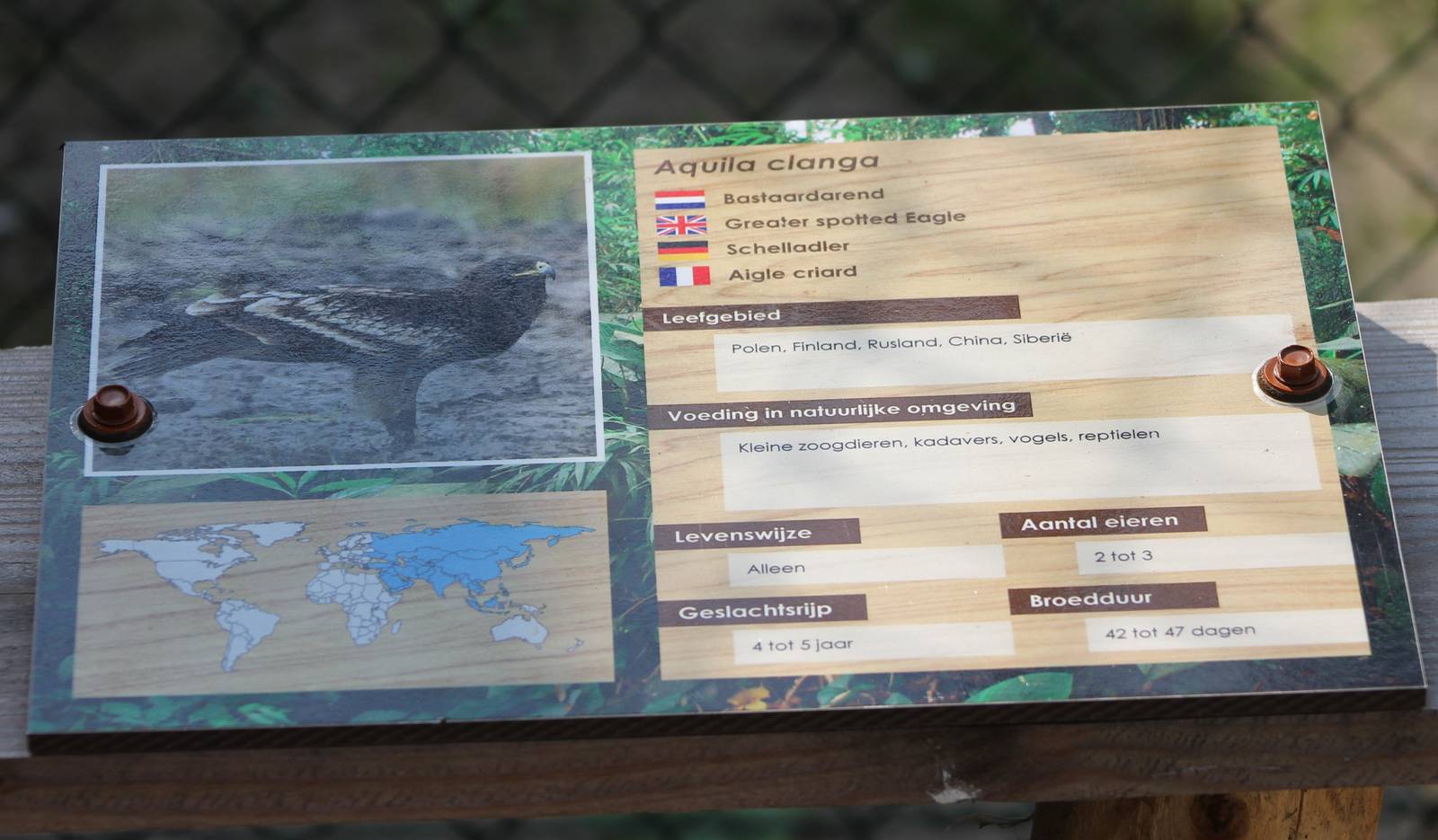 Sign Greater spotted eagle