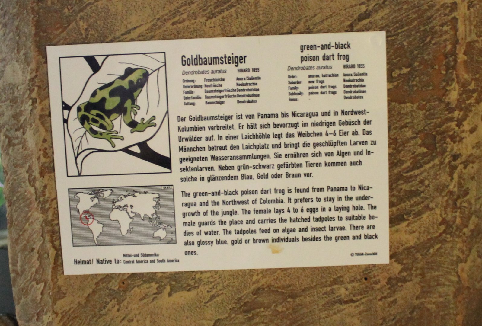 Sign Green and black dart frog