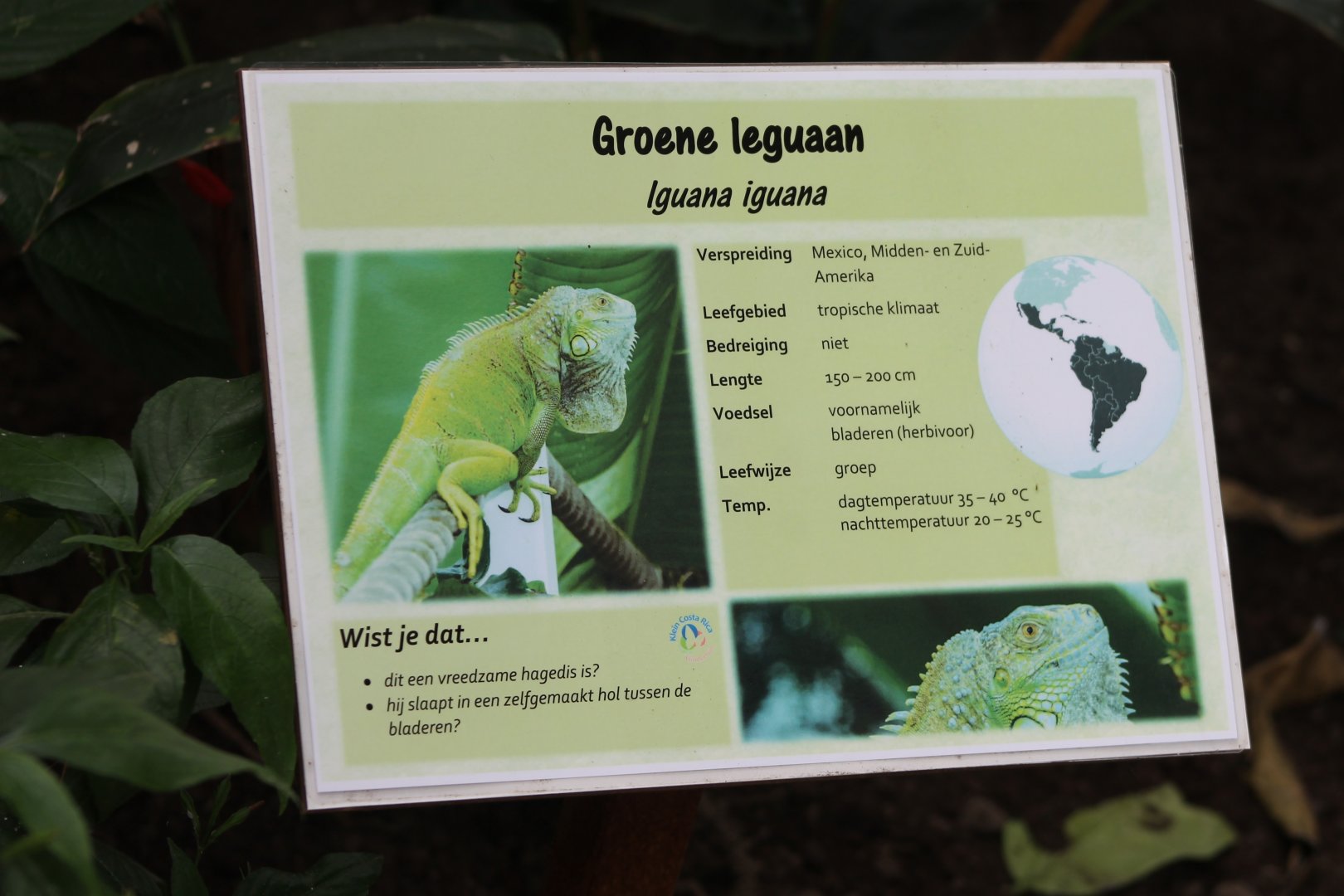 Sign Green Iguana