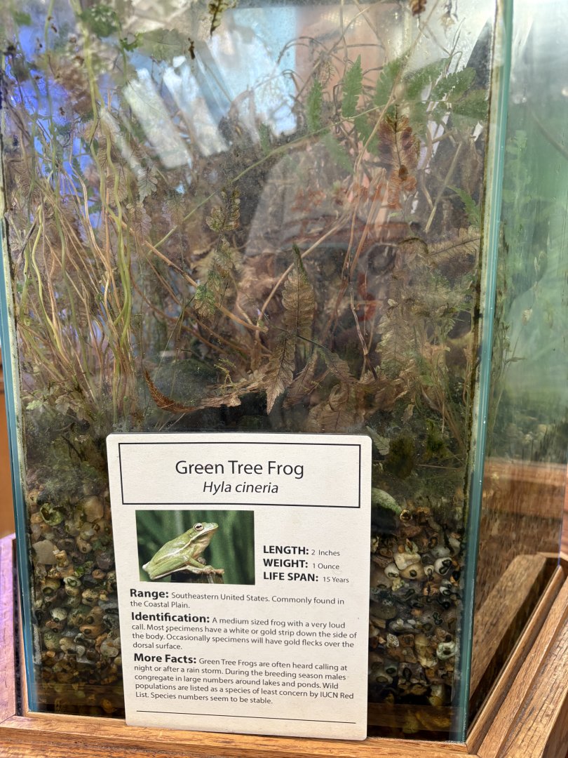 Sign - Green Tree Frog