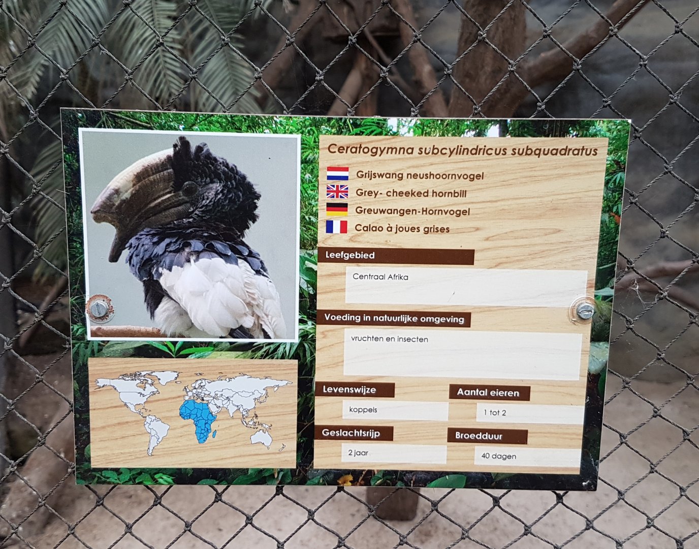 Sign Grey-cheeked hornbill