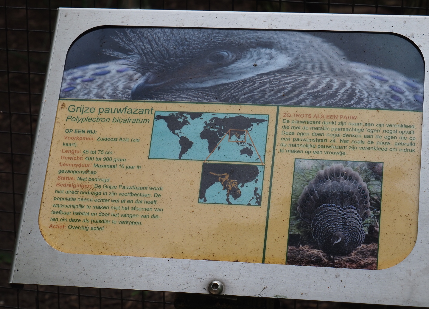 Sign grey peacock pheasant, 2019-05-25