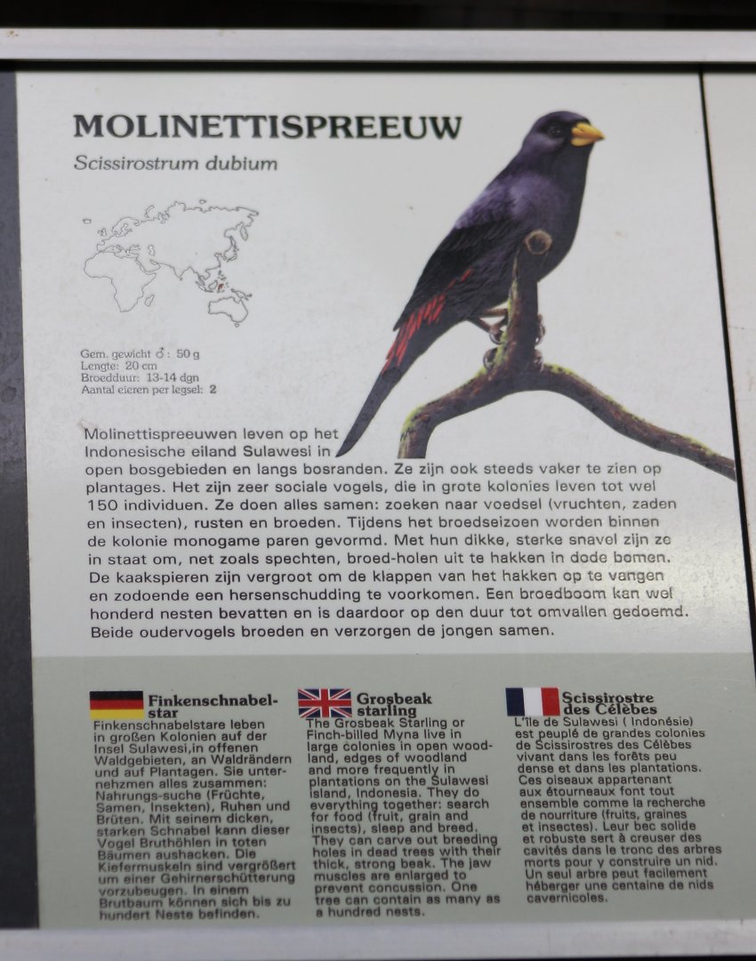 Sign Grosbeak starling