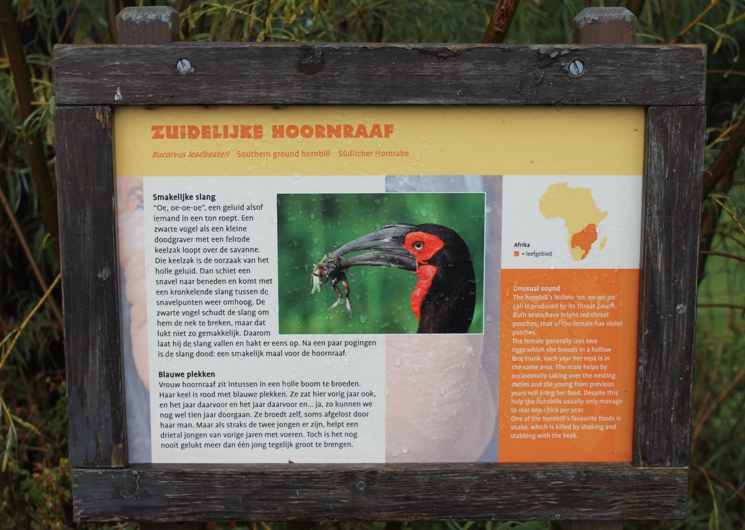 Sign Ground hornbill
