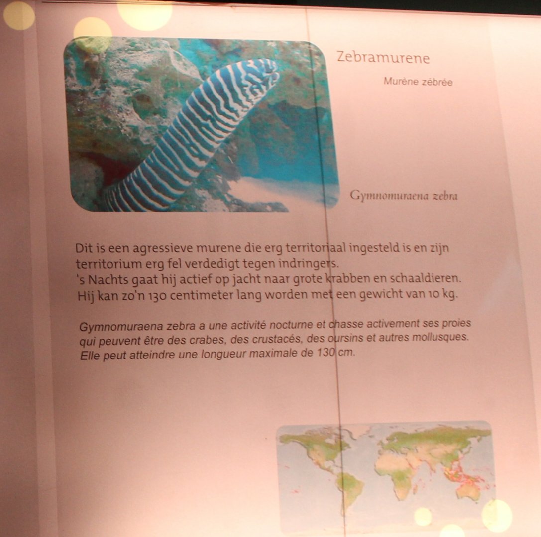 Sign Gymnomuraena zebra