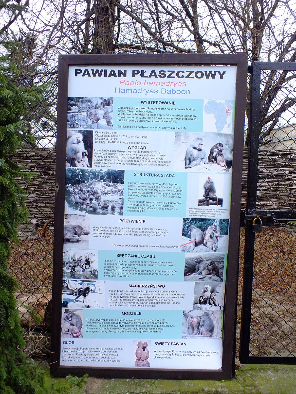 Sign hamadrayas baboons