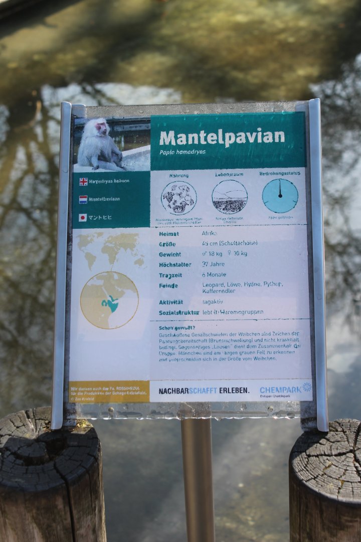 Sign Hamadryas baboon