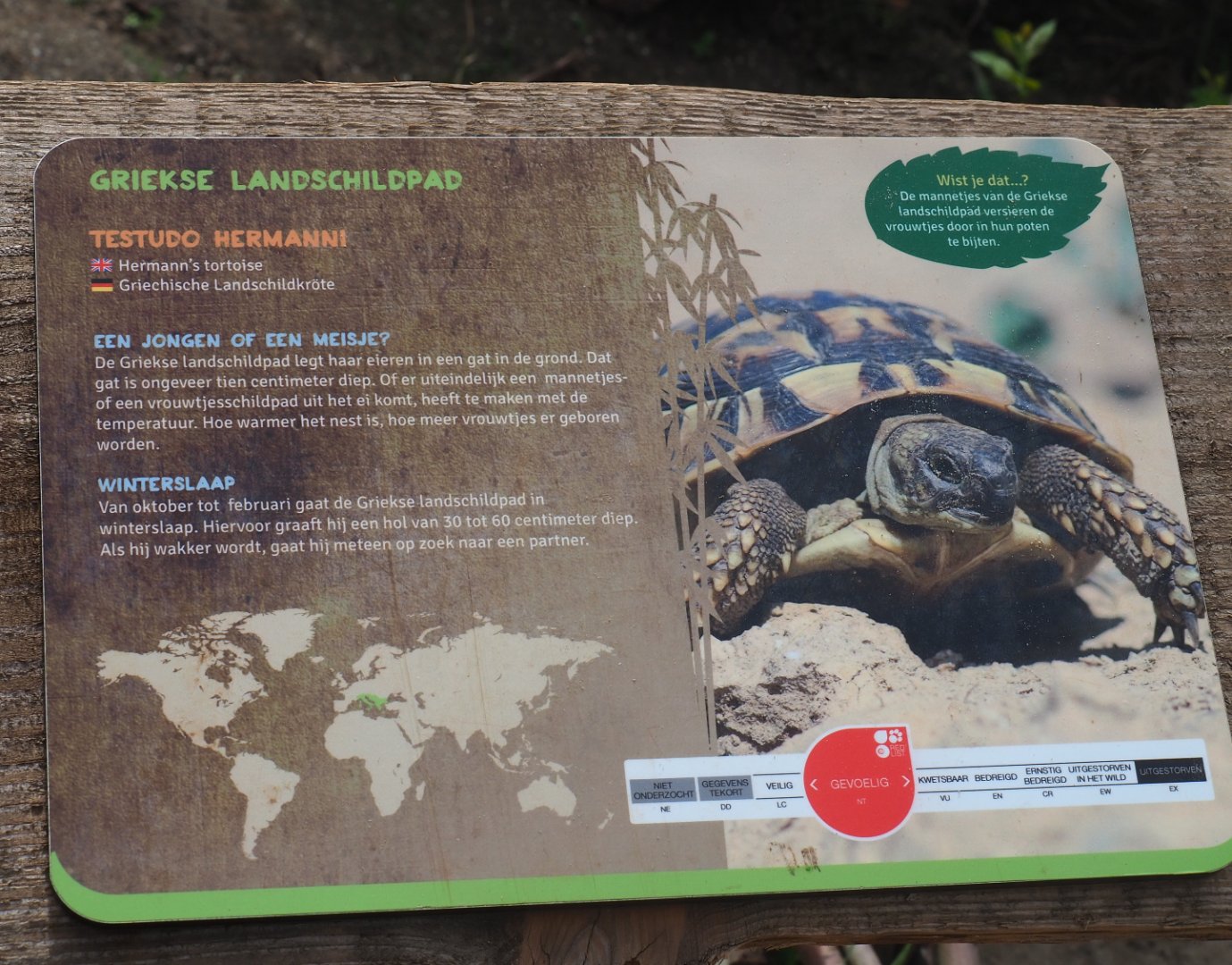 Sign Hermann's tortoise, 2019-08-11