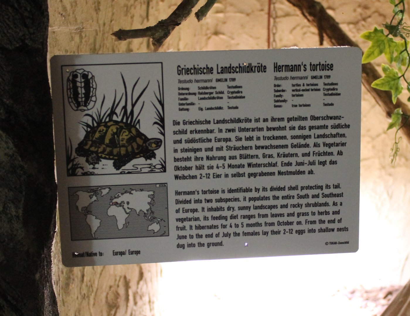 Sign Hermann's tortoise