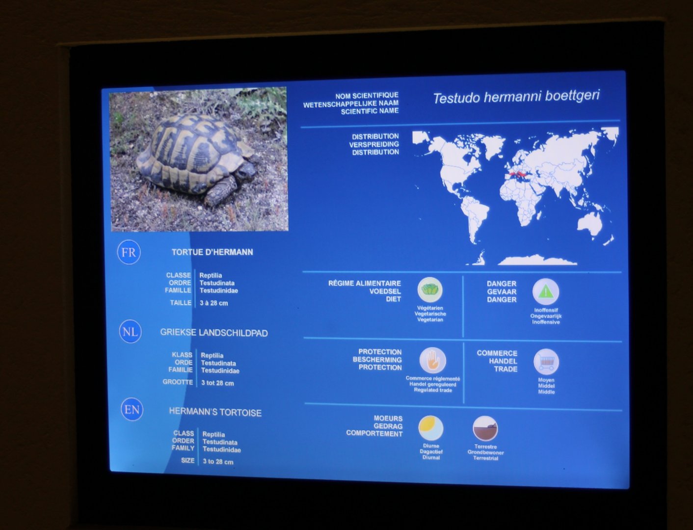 Sign Hermann's tortoise