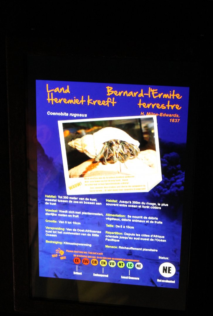 Sign Hermite crab - Coenobita rugosus