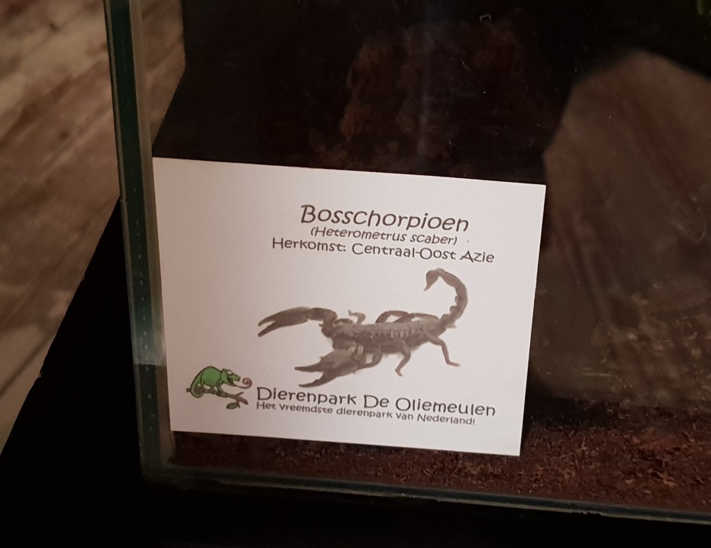 Sign Heterometrus scaber