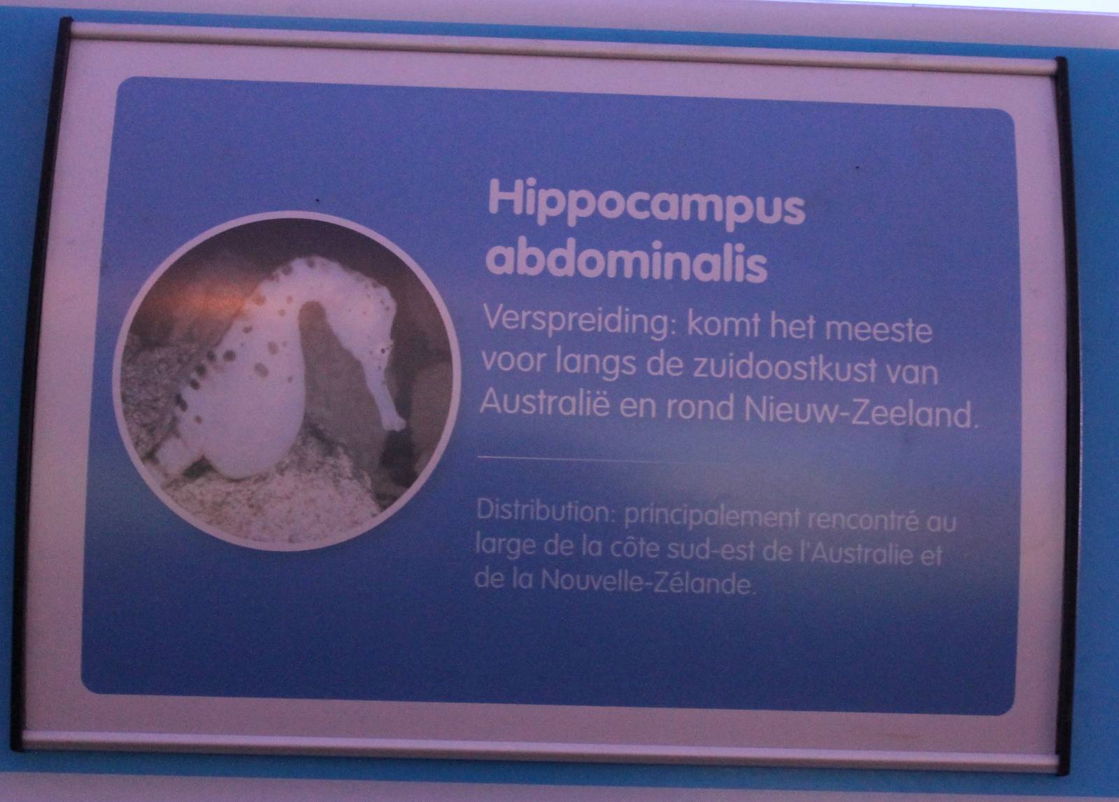 Sign Hippocampus abdominalis