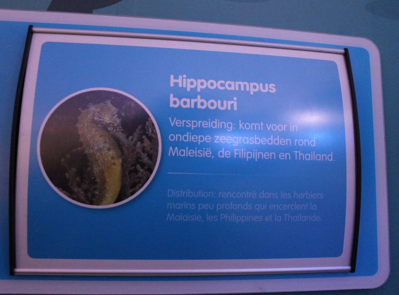 Sign Hippocampus barbouri