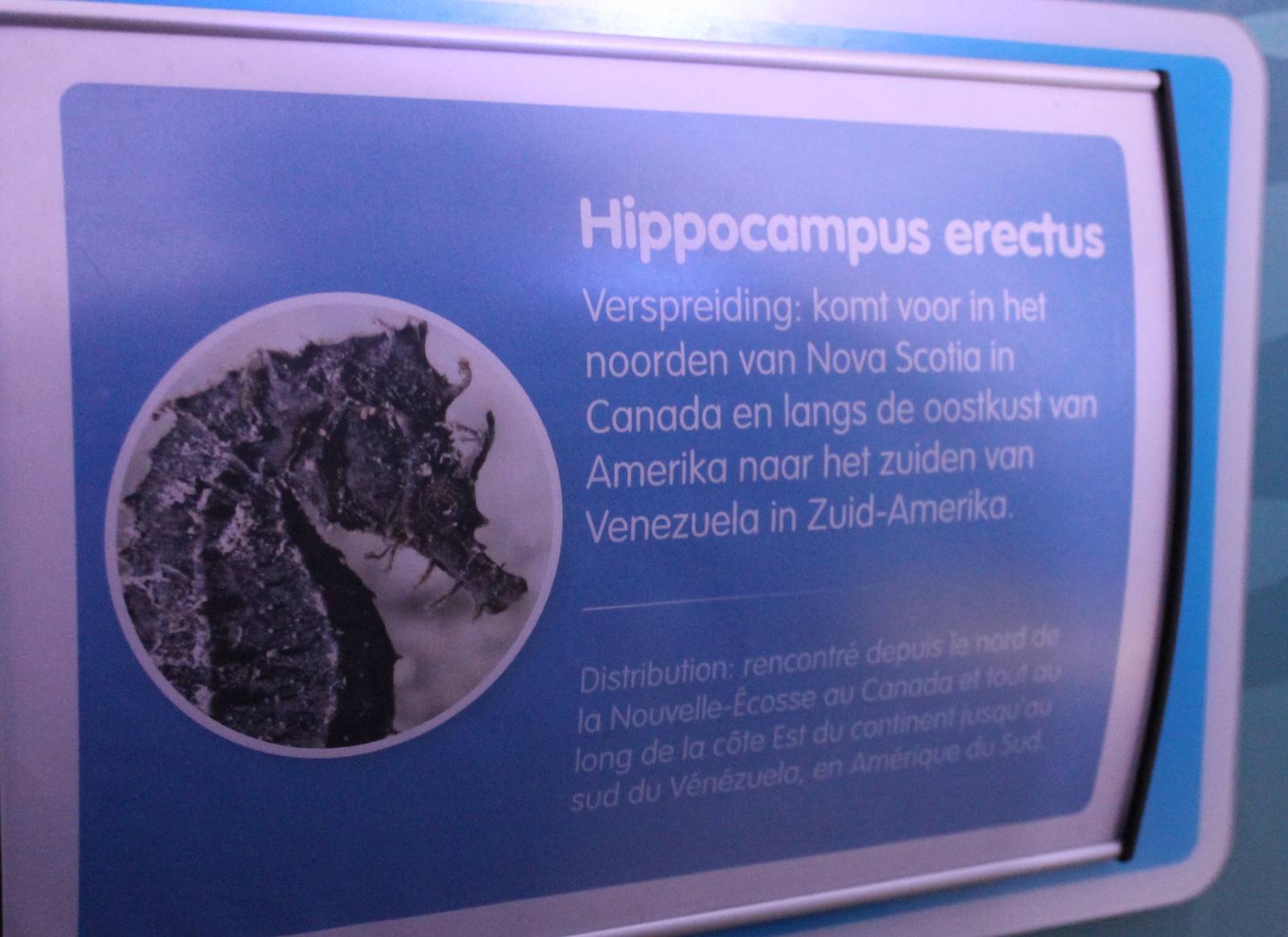 Sign Hippocampus erectus