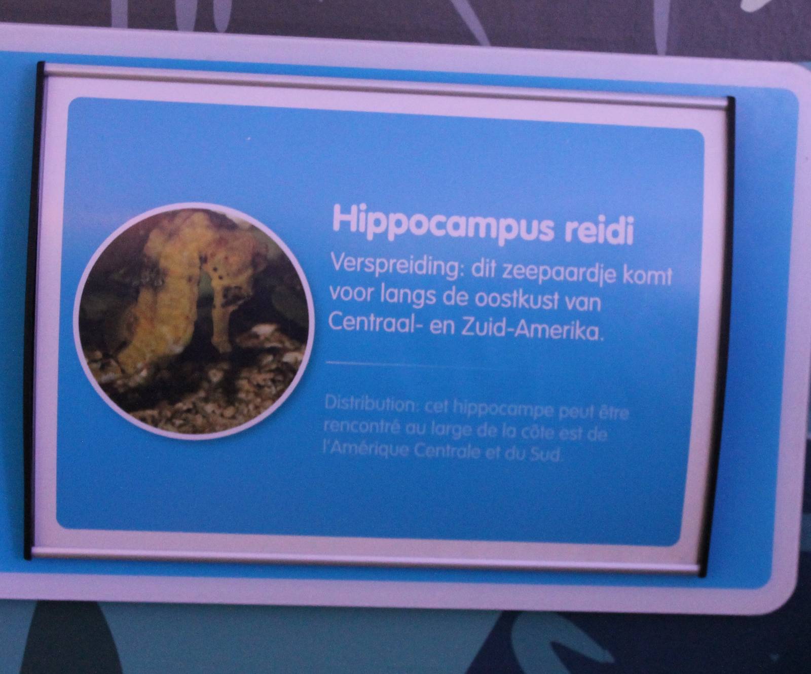 Sign Hippocampus reidi