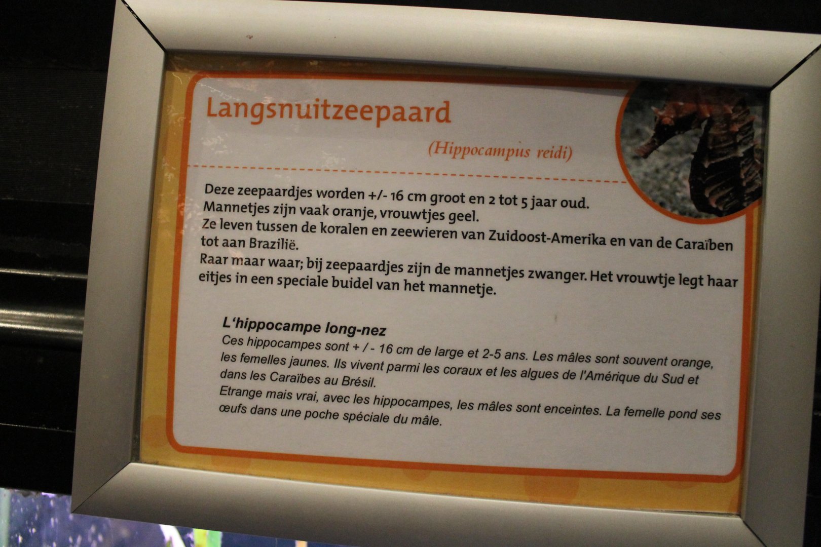 Sign Hippocampus reidi