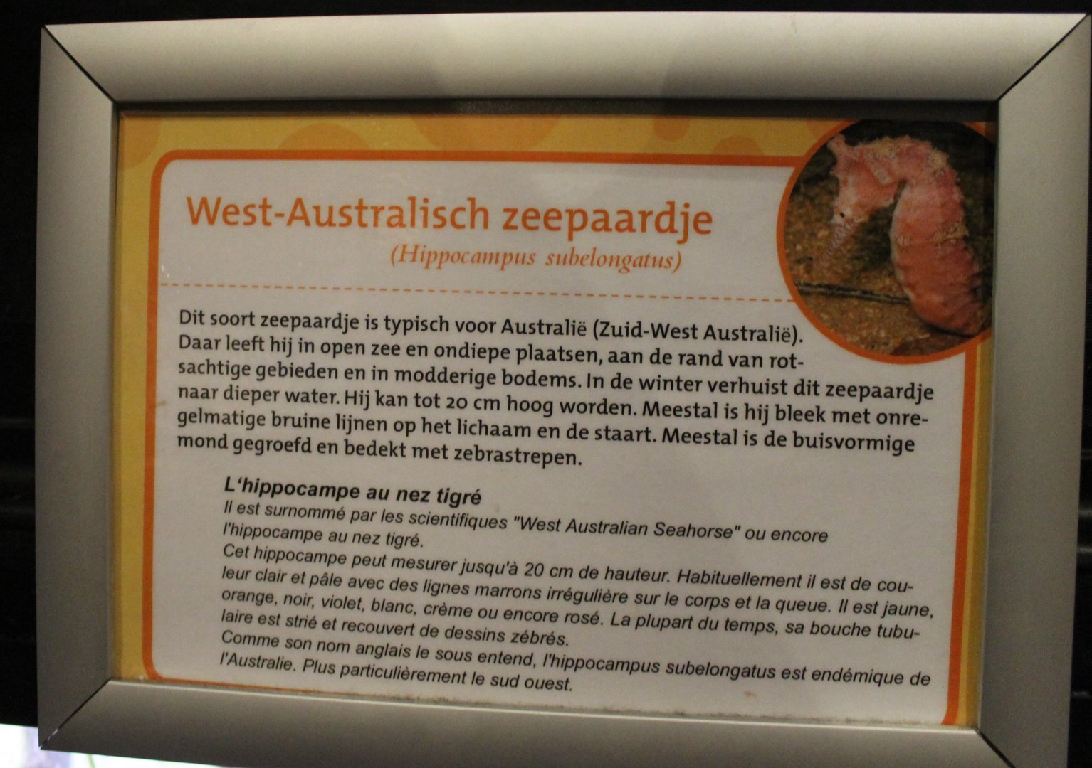 Sign Hippocampus subelongatus