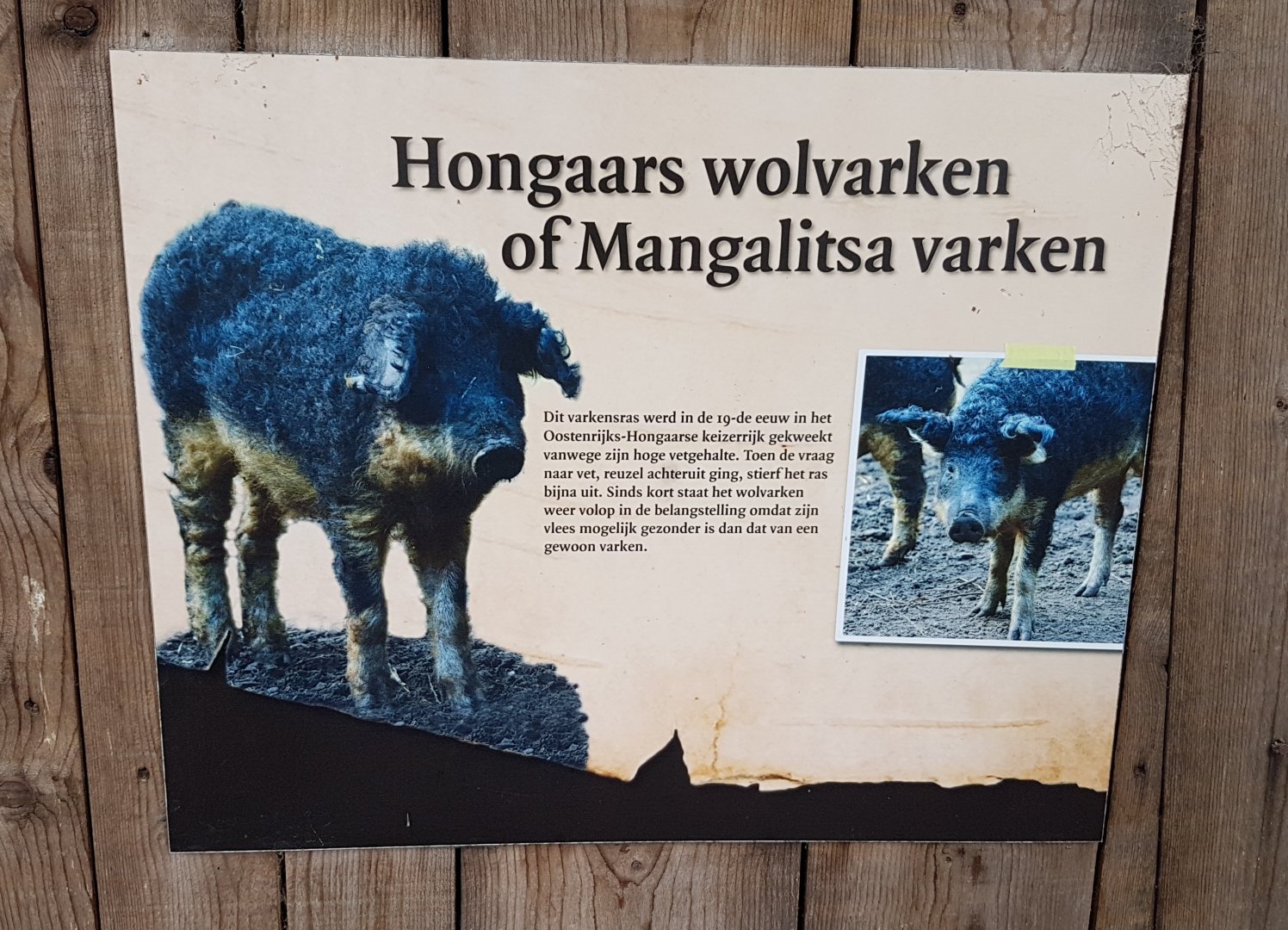 Sign Hongarian woolly pig