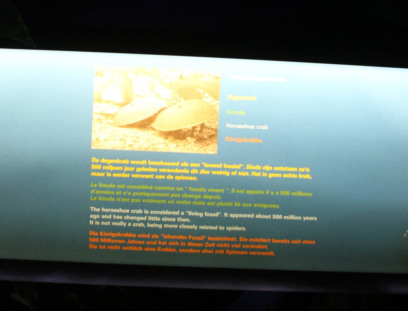 Sign Horse-shoe crab