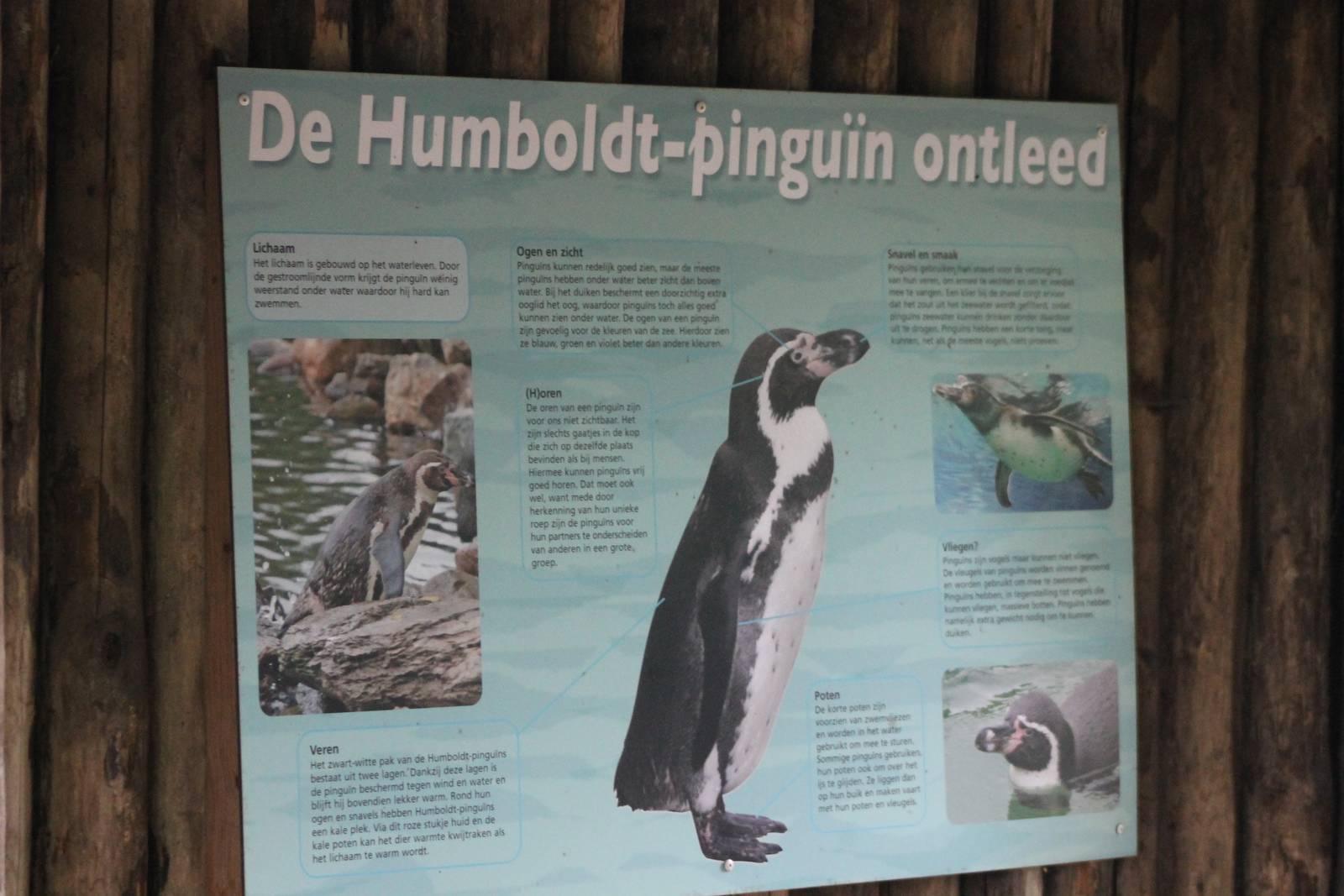Sign Humboldt penguin