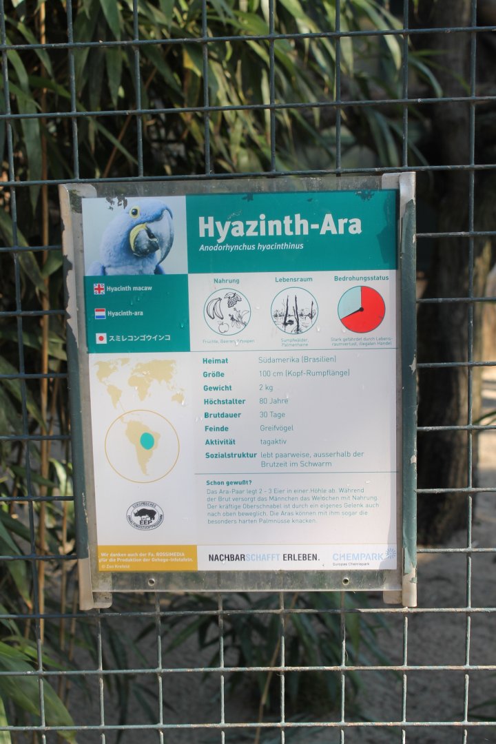Sign Hyacinthine macaw