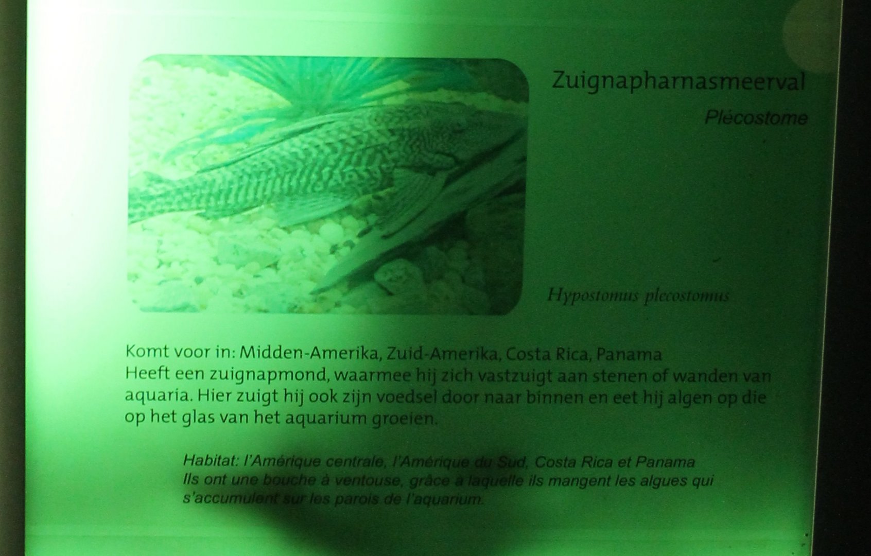 Sign Hypostomus plecostomus