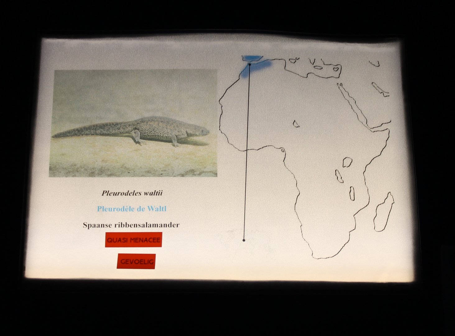 Sign Iberian ribbed salamander