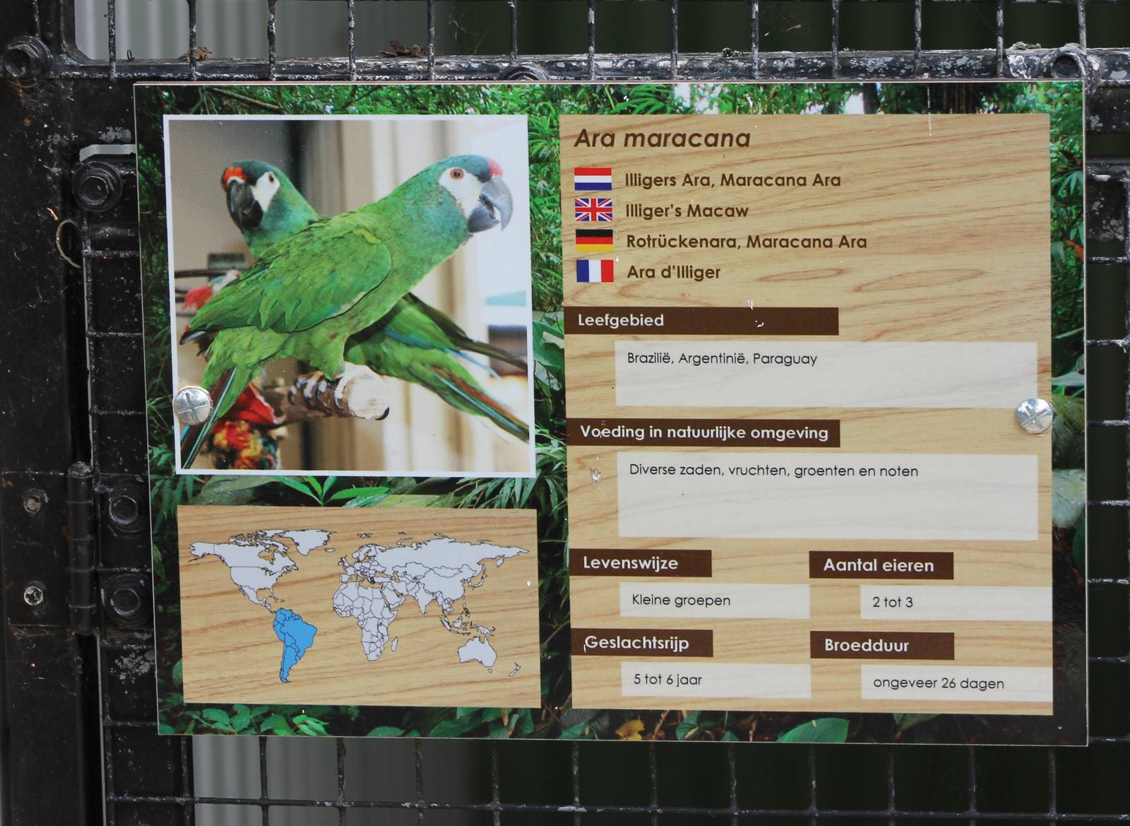 Sign Illiger's macaw