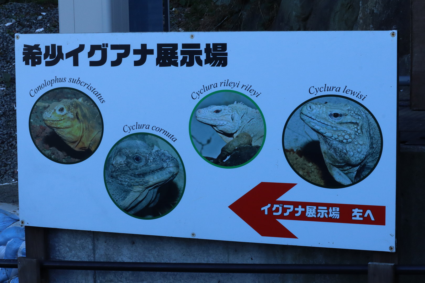 Sign in front of rare iguana exhibit