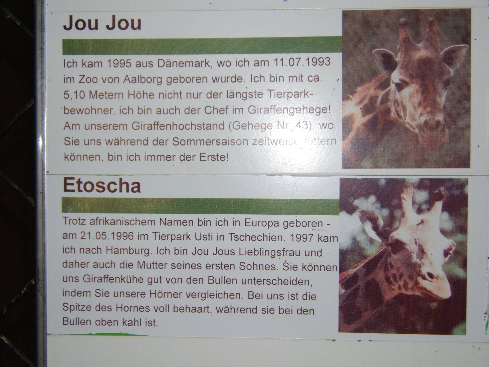 Sign in the Giraffe House