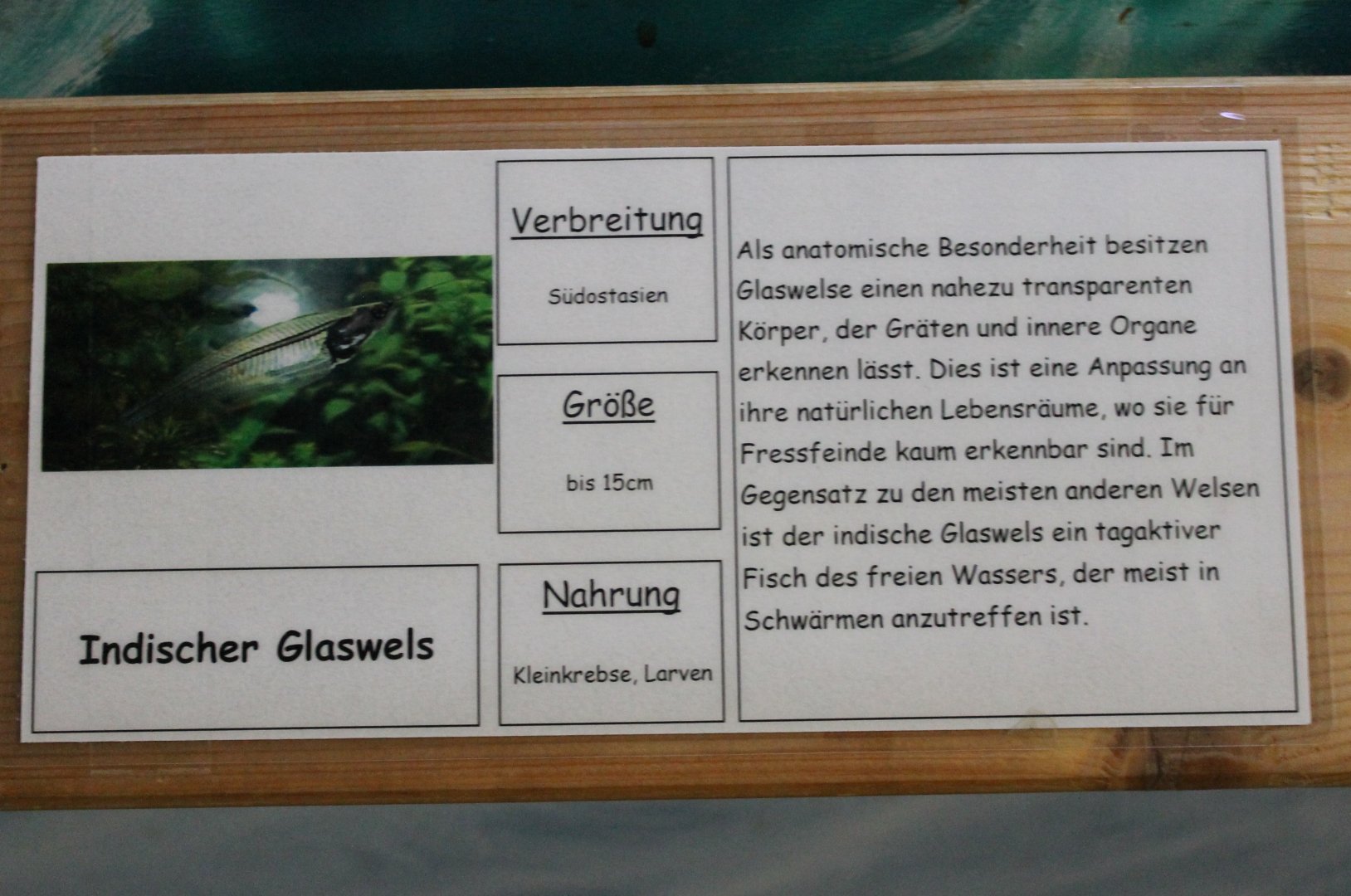 Sign Indian glass-catfish