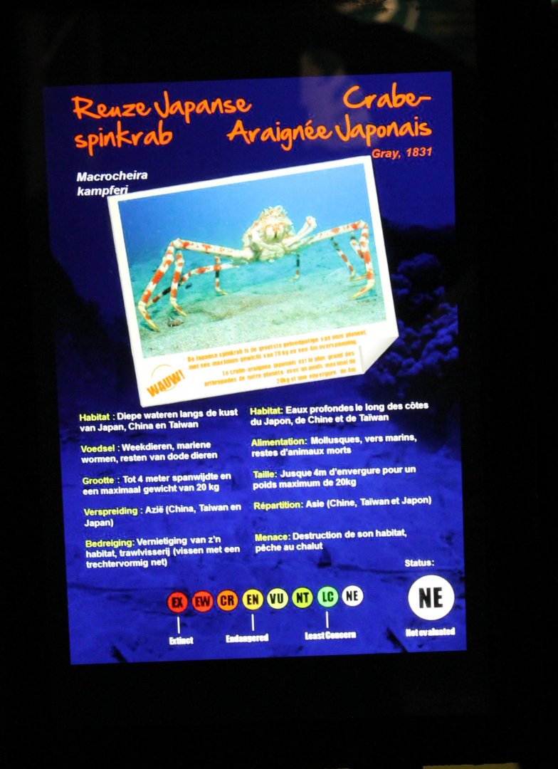 Sign Japanese giant spider crab