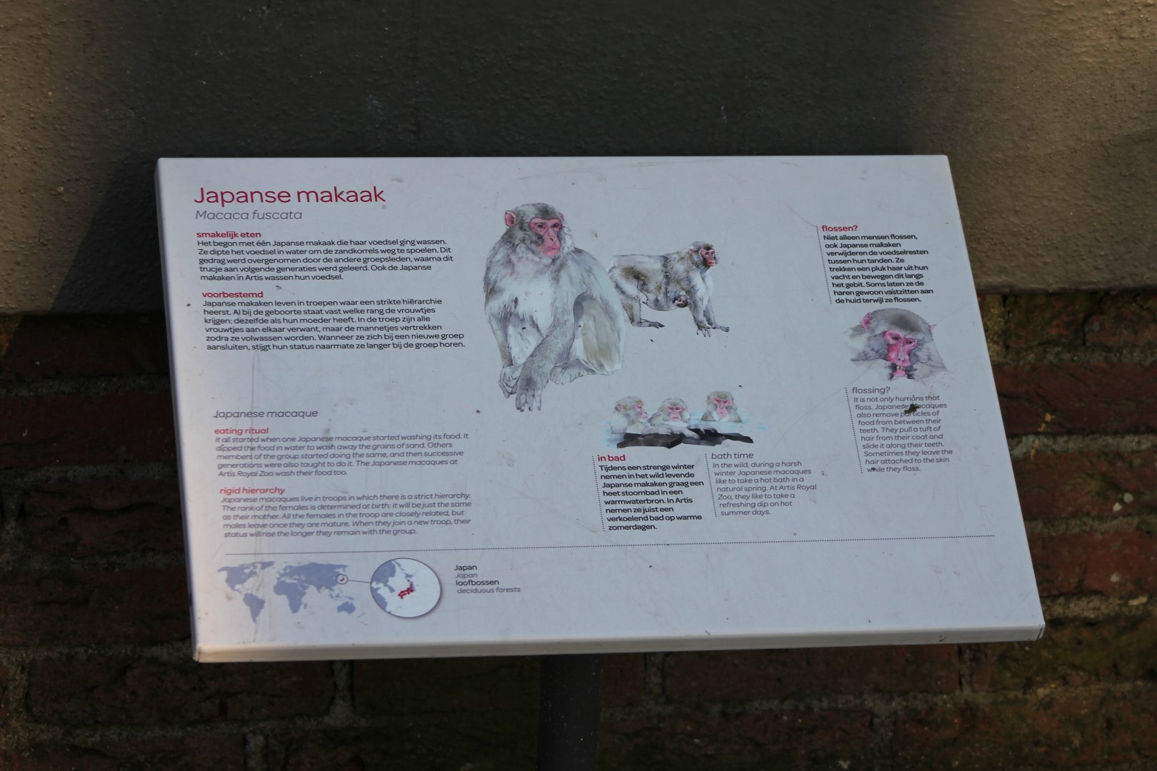 Sign Japanese macaque