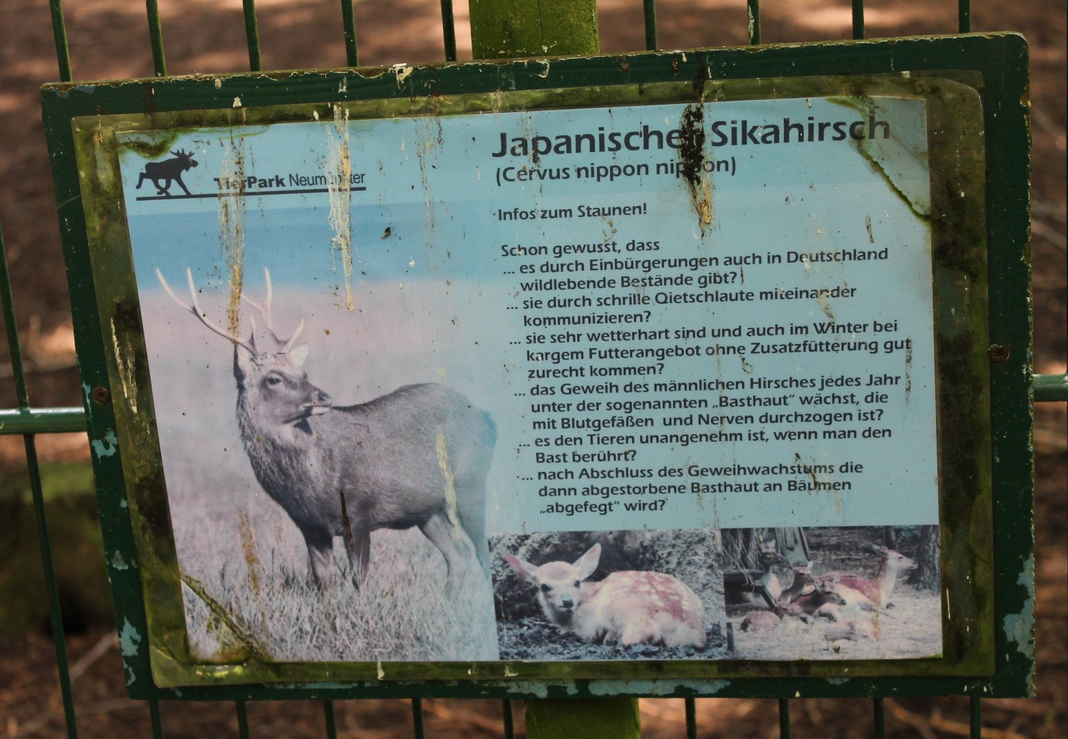 Sign Japanese sika deer - In need to be cleaned !