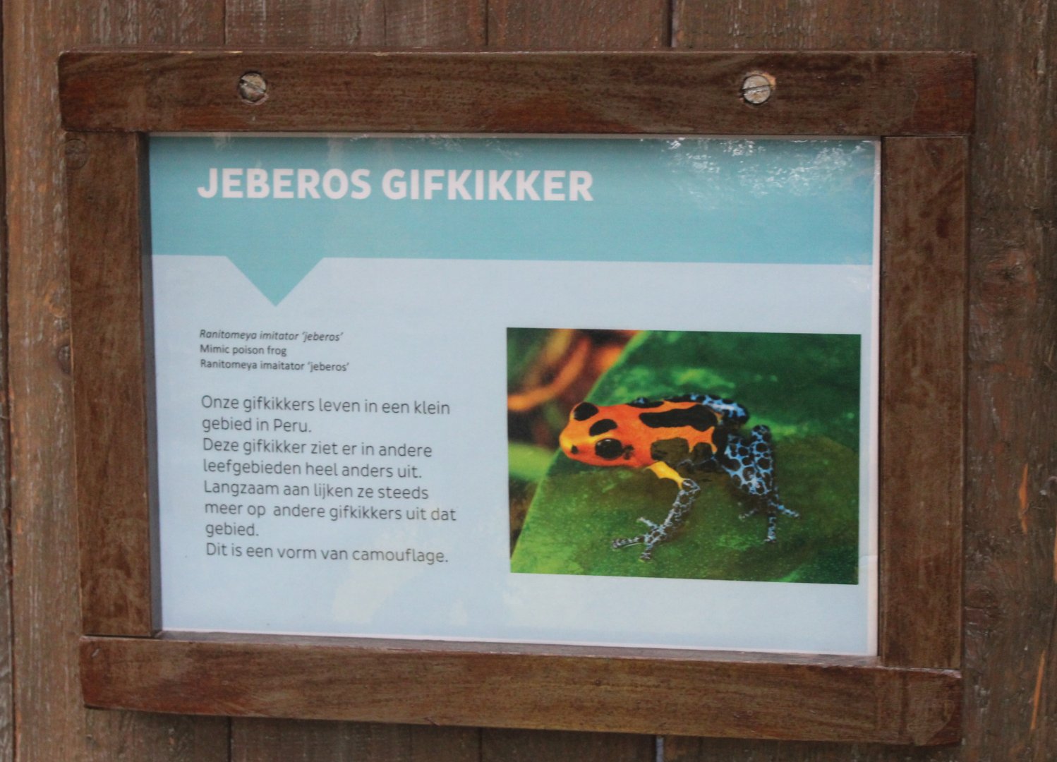 Sign Jeberos Mimic dart frog
