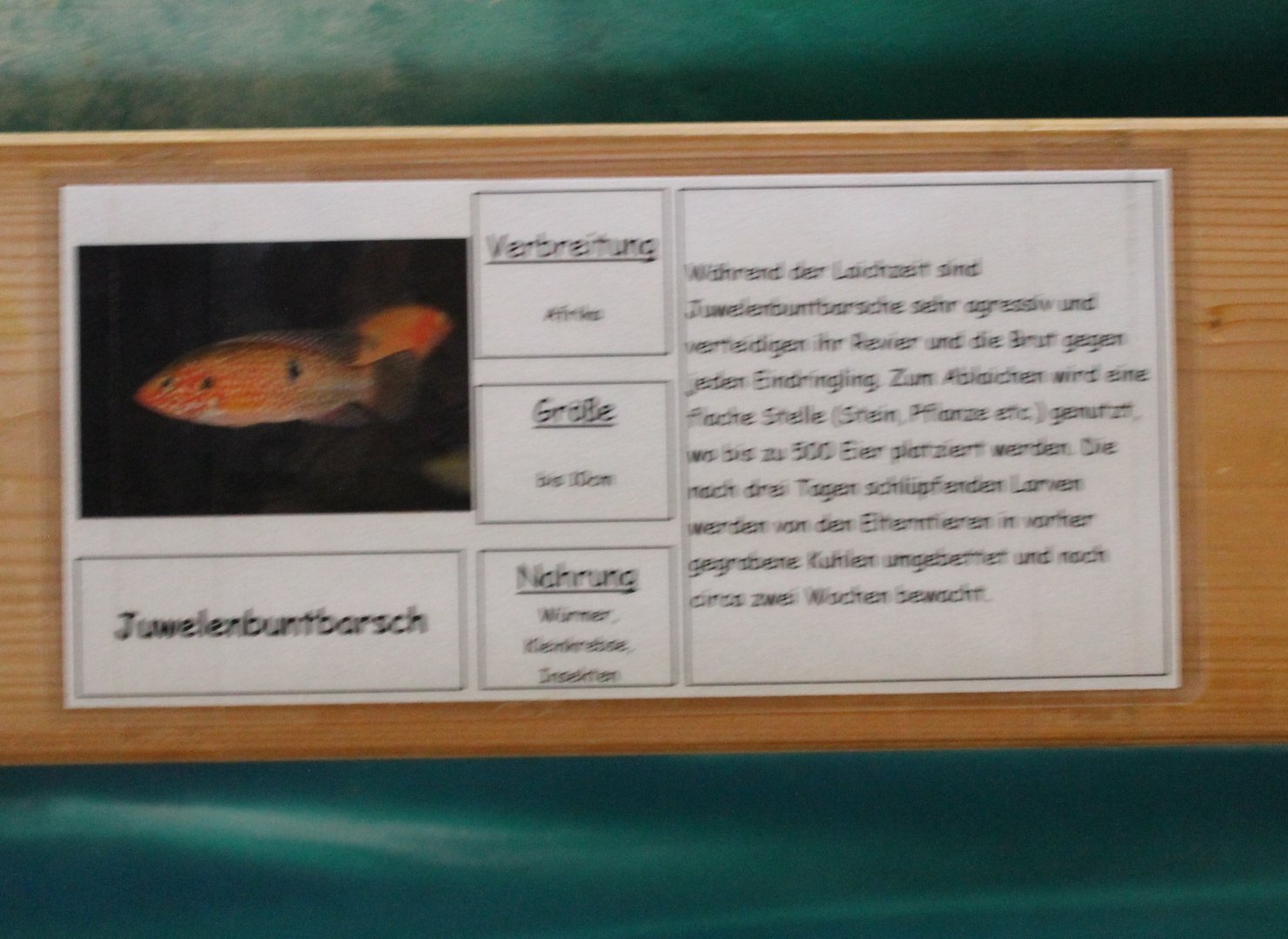 Sign Juwel cichlid