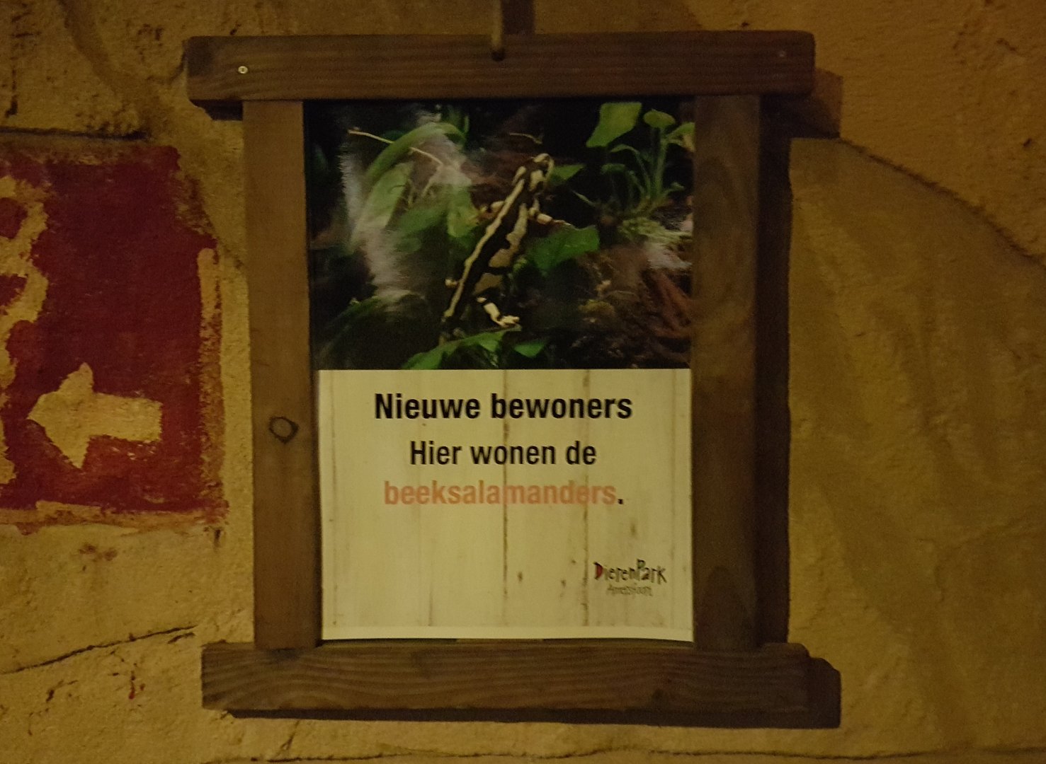 Sign Kaiser's spotted newt