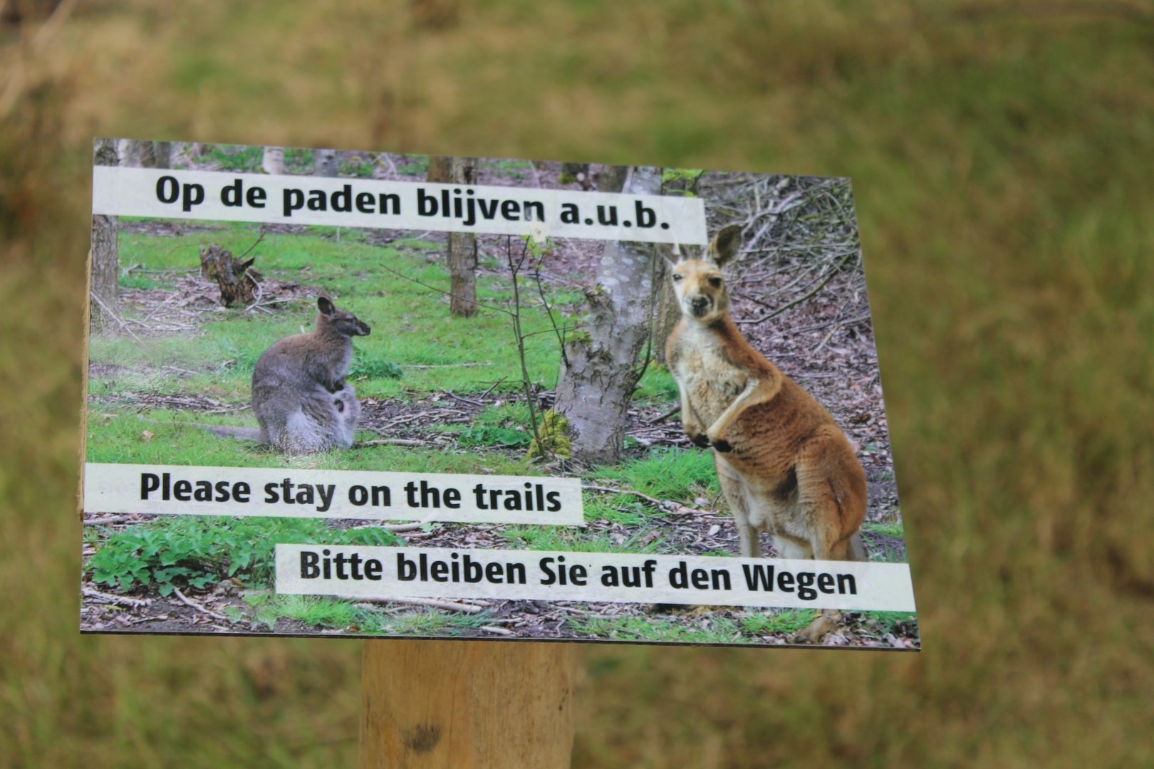 Sign Kangaroo-walk-through