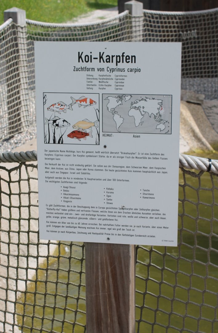 Sign Koi-carp