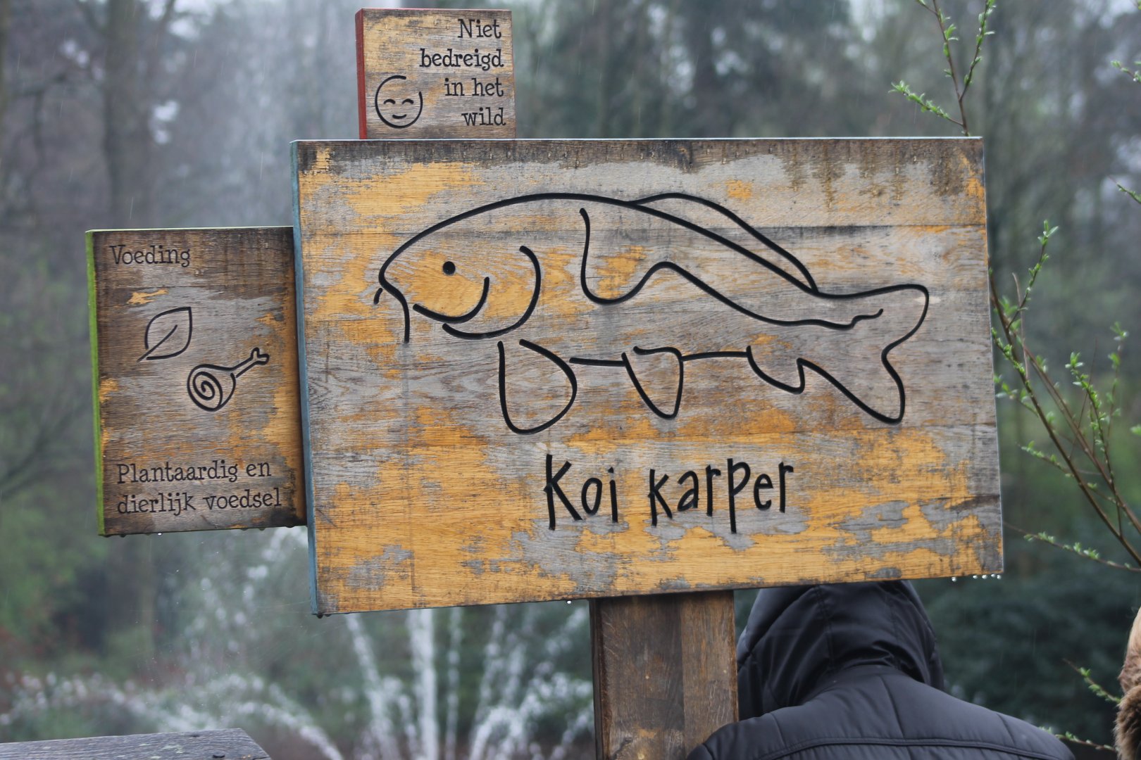 Sign Koi-carp