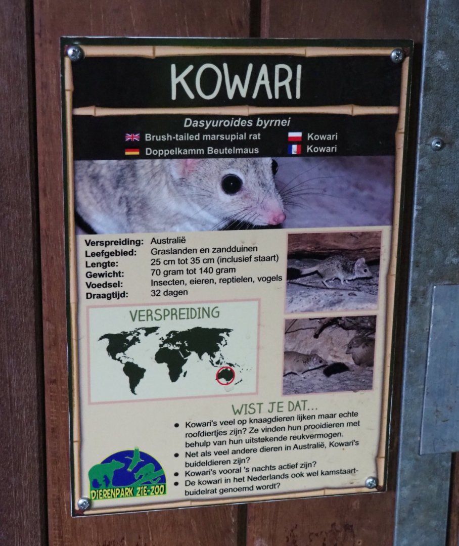 Sign Kowari (Dasyuroides byrnei), 2019-04-06