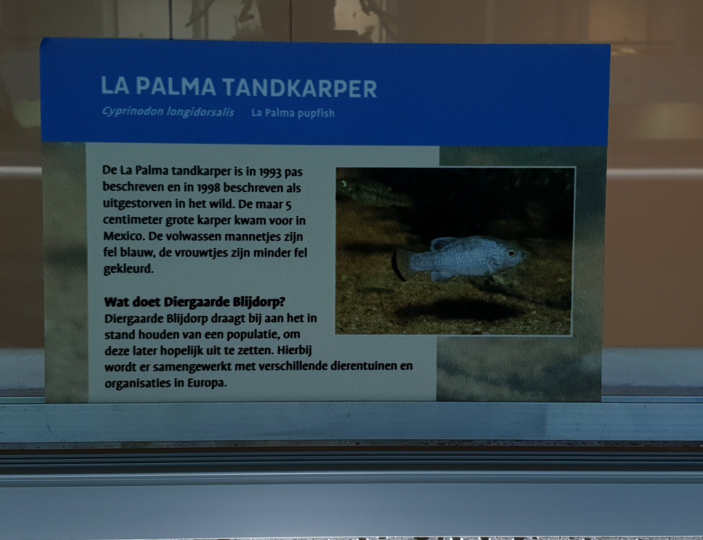 Sign La Palma pupfish