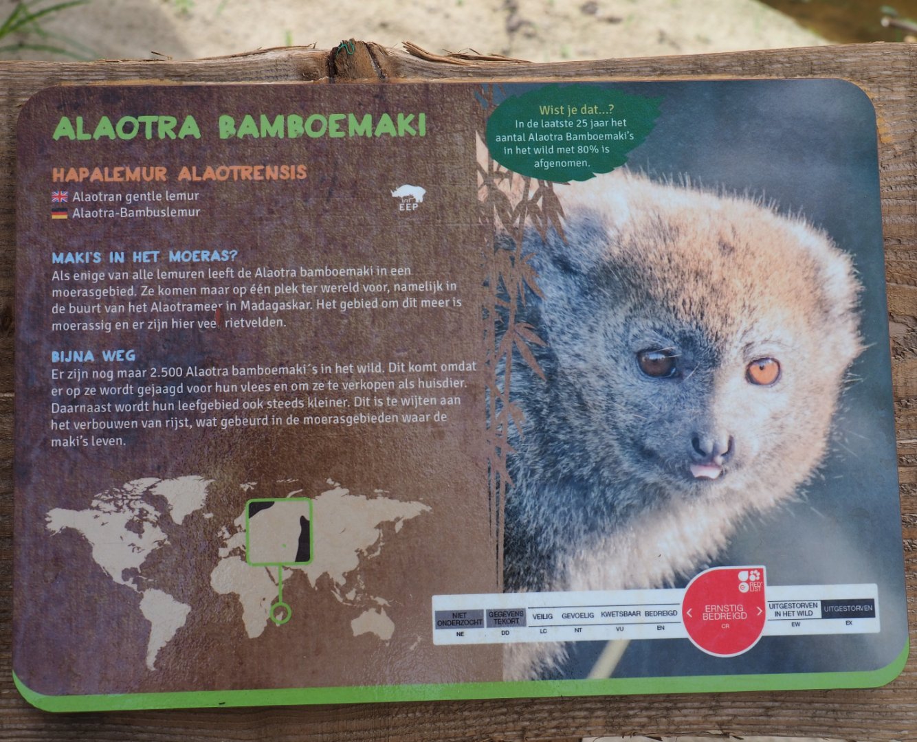 Sign Lac Alaotra bamboo lemur, 2019-08-11