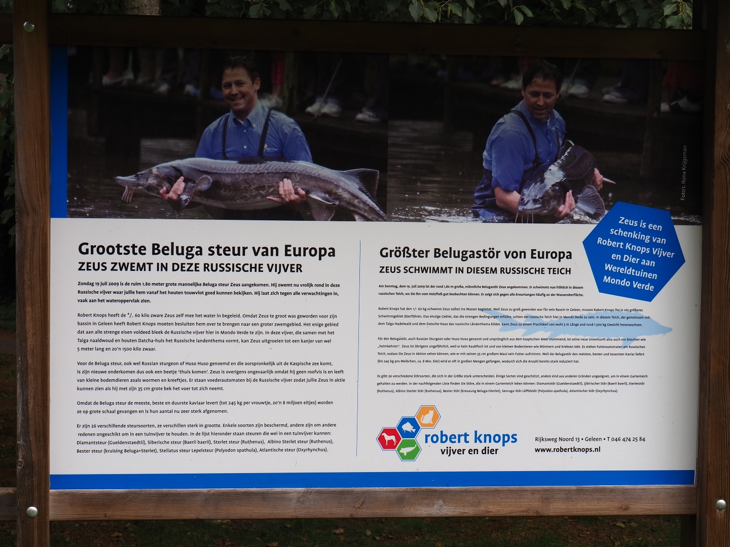 Sign largest Beluga sturgeon (Aug 28th, 2018)