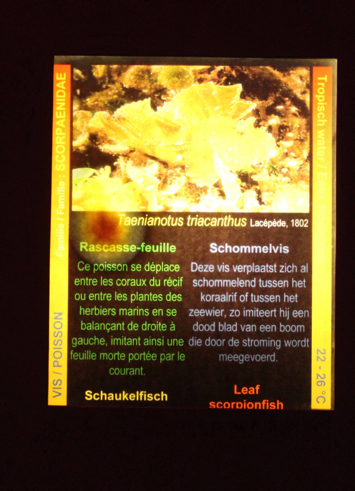 Sign Leaf scorpionfish