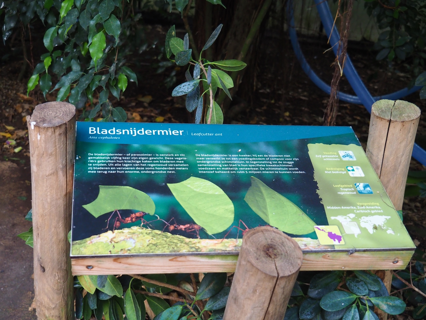 Sign leafcutters ants (Atta cephalotes), Sep 2nd, 2018